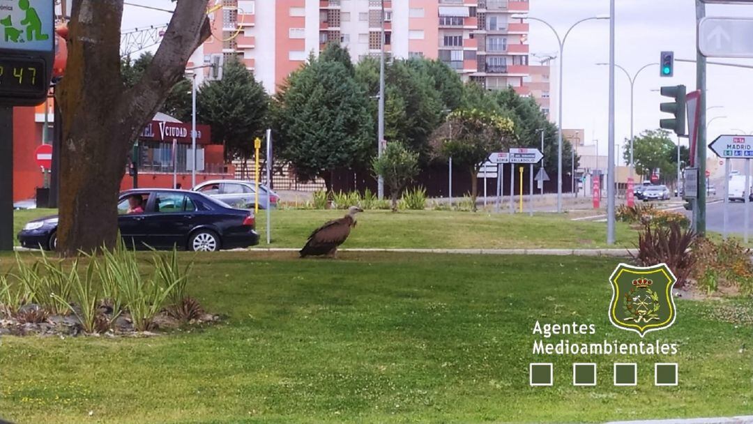 El ejemplar de buitre leonado en las inmediaciones del barrio del Polígono.