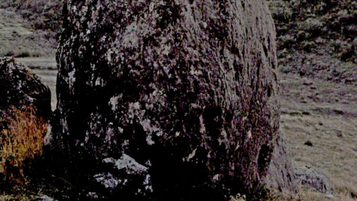 Nómada del viento: Animales en el solsticio de invierno (16/12/2025)