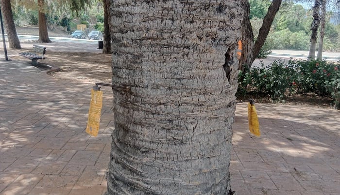 Trabajos contra las palmeras en Los Barrios