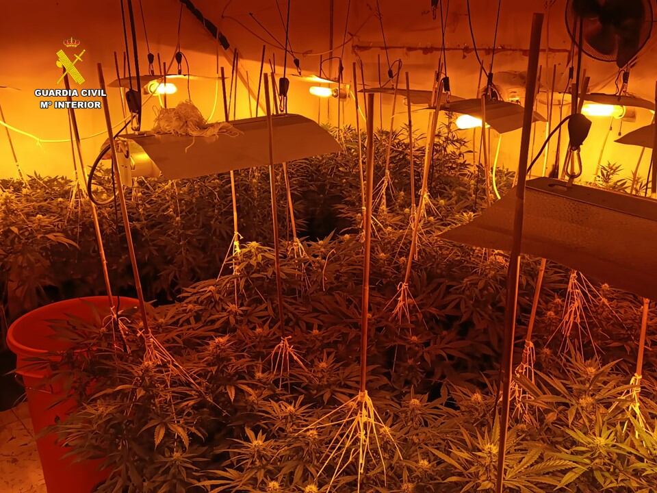 Una de las plantaciones de marihuana localizada