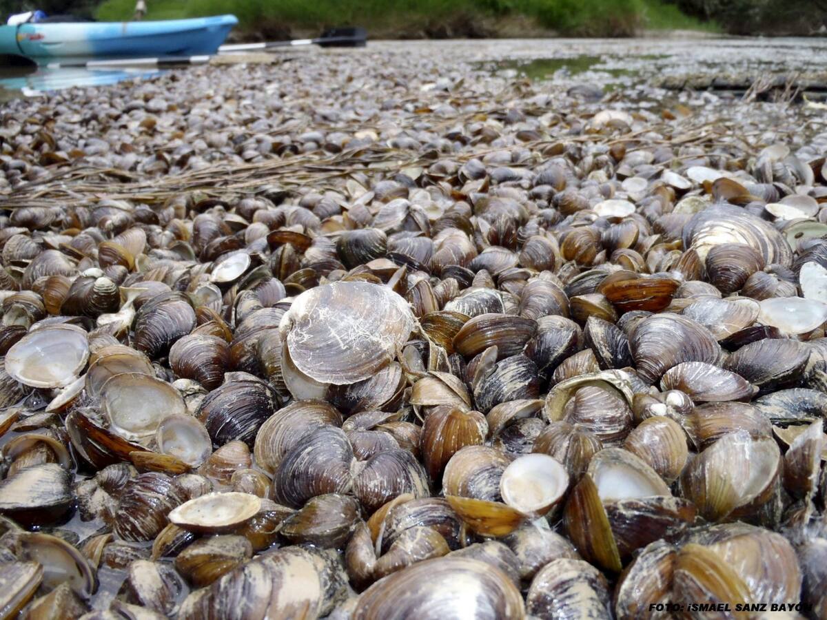 Detectan la almeja asiática en el río Guadalhorce, por primera vez en Málaga