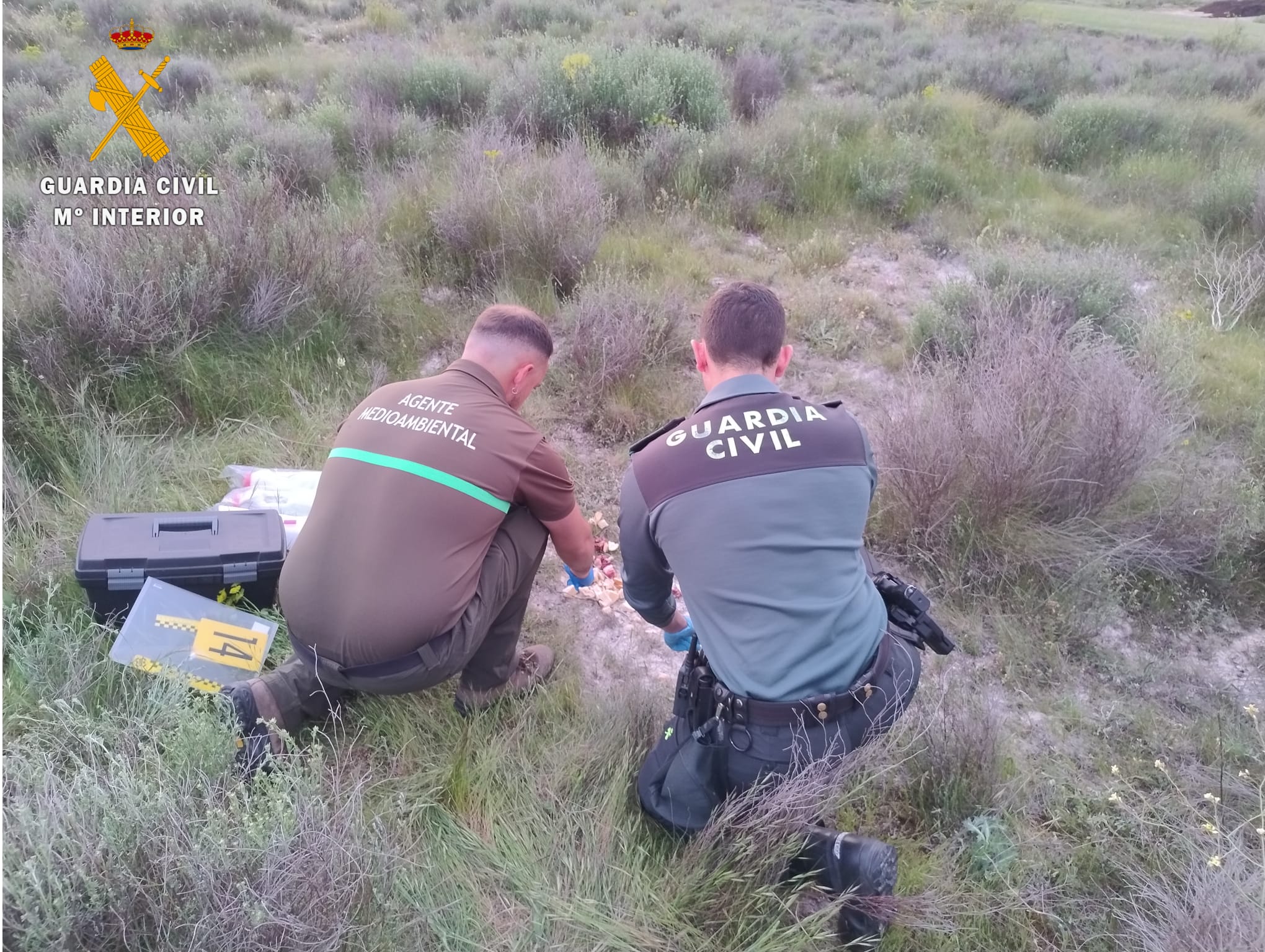 Un agente medioambiental y otro de Guardia Civil recogen un cebo envenenado en un coto de caza de Cuéllar