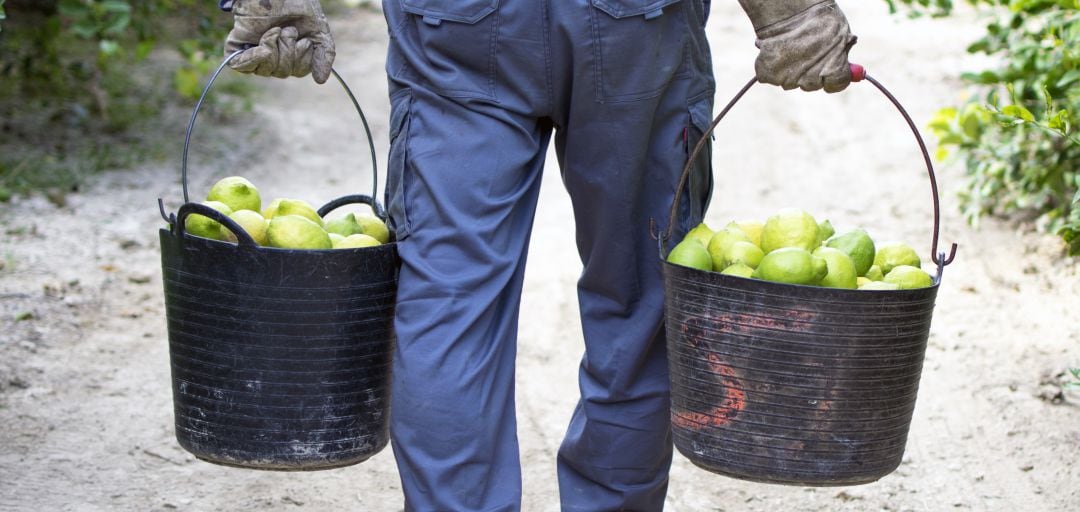 Explotación de limoneros