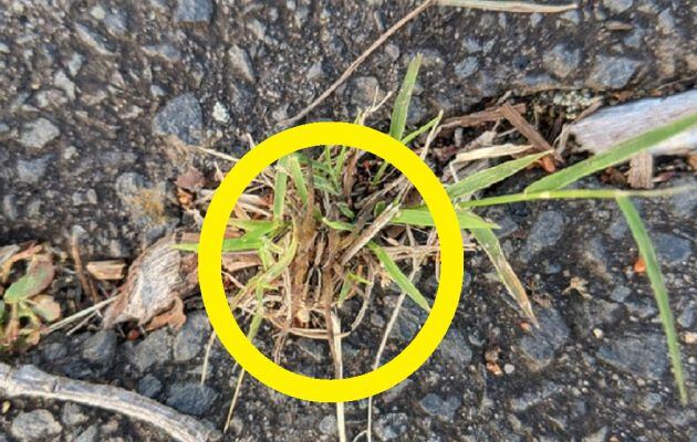 La araña está escondida entre los hierbajos.