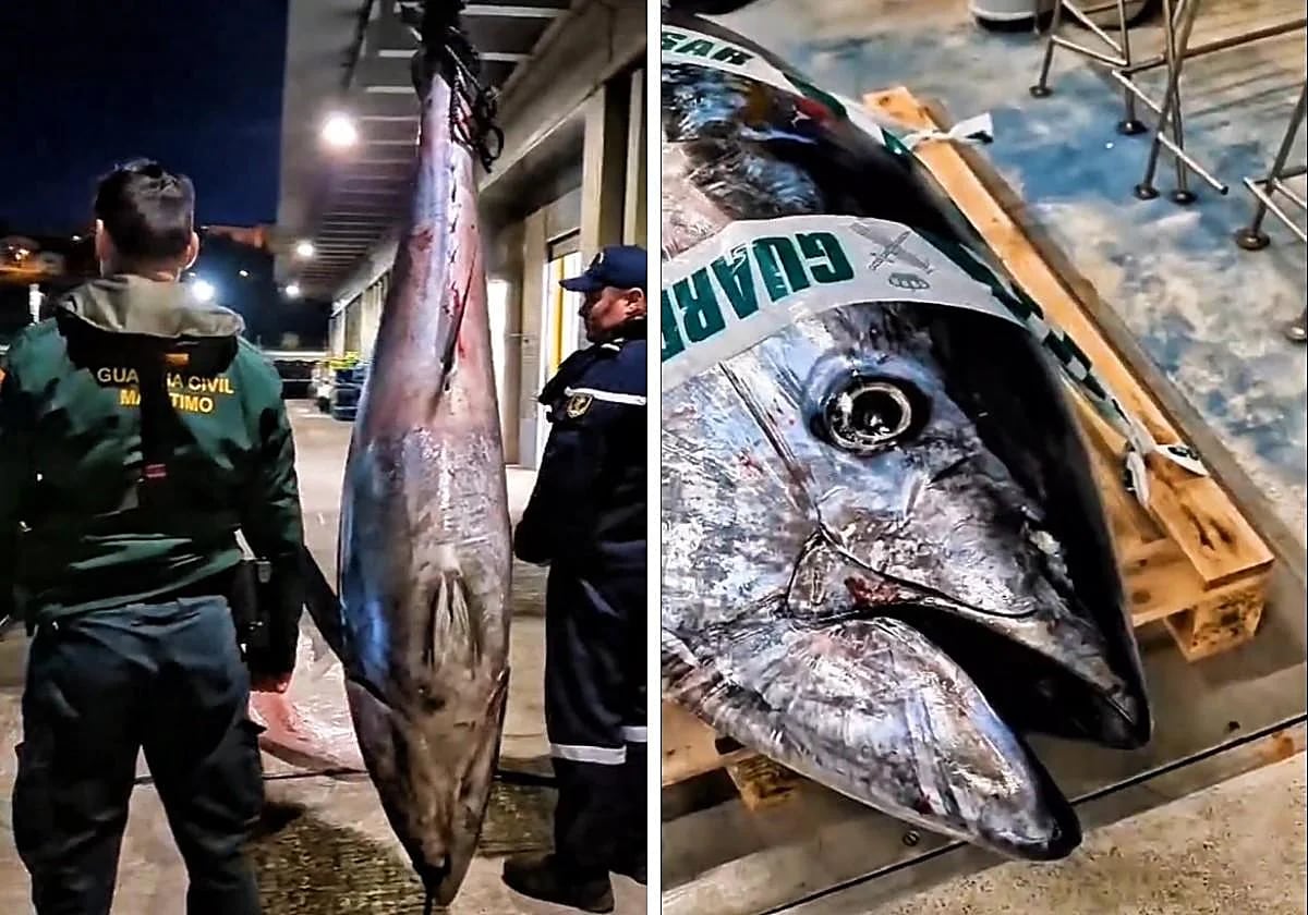 Imagenes del atún rojo decomisado. Guardia Civil