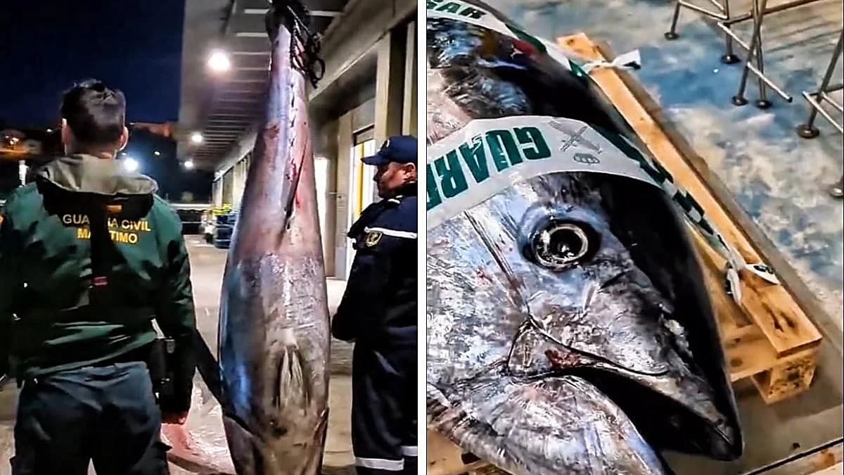 Decomisan un atún rojo de 183 kilos capturado ilegalmente por un pescador con 25 antecedentes