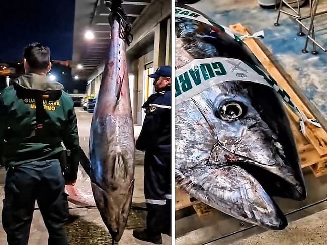 Imagenes del atún rojo decomisado. Guardia Civil