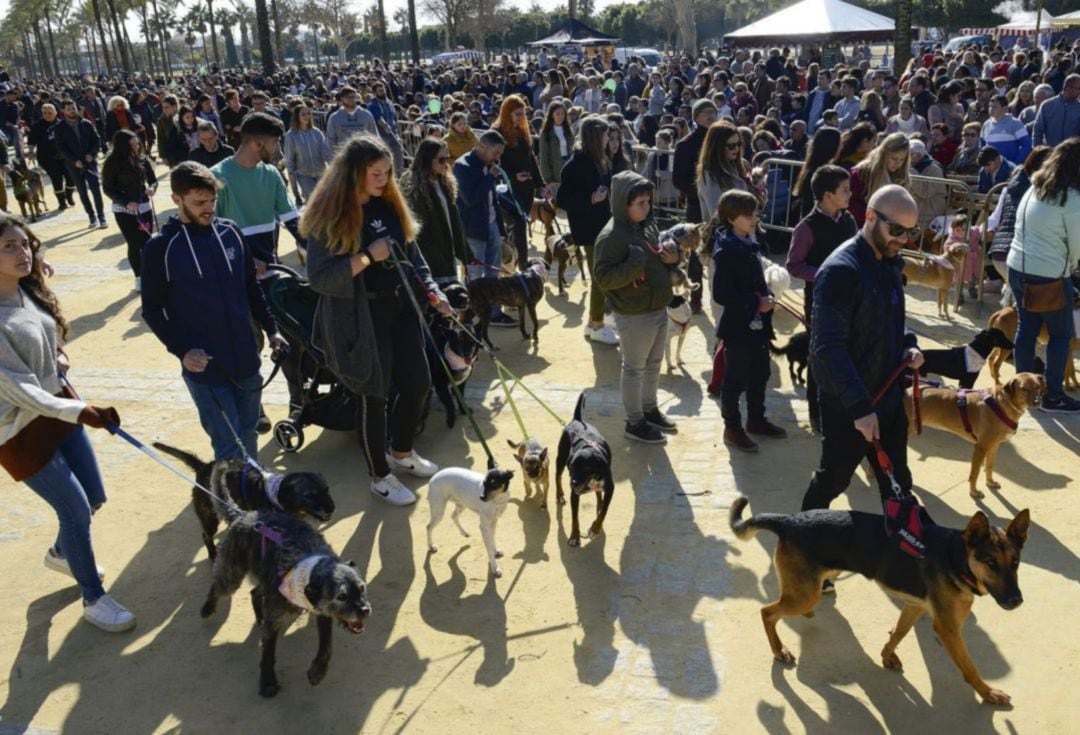 La Fiesta de San Antón el año pasado en Jerez