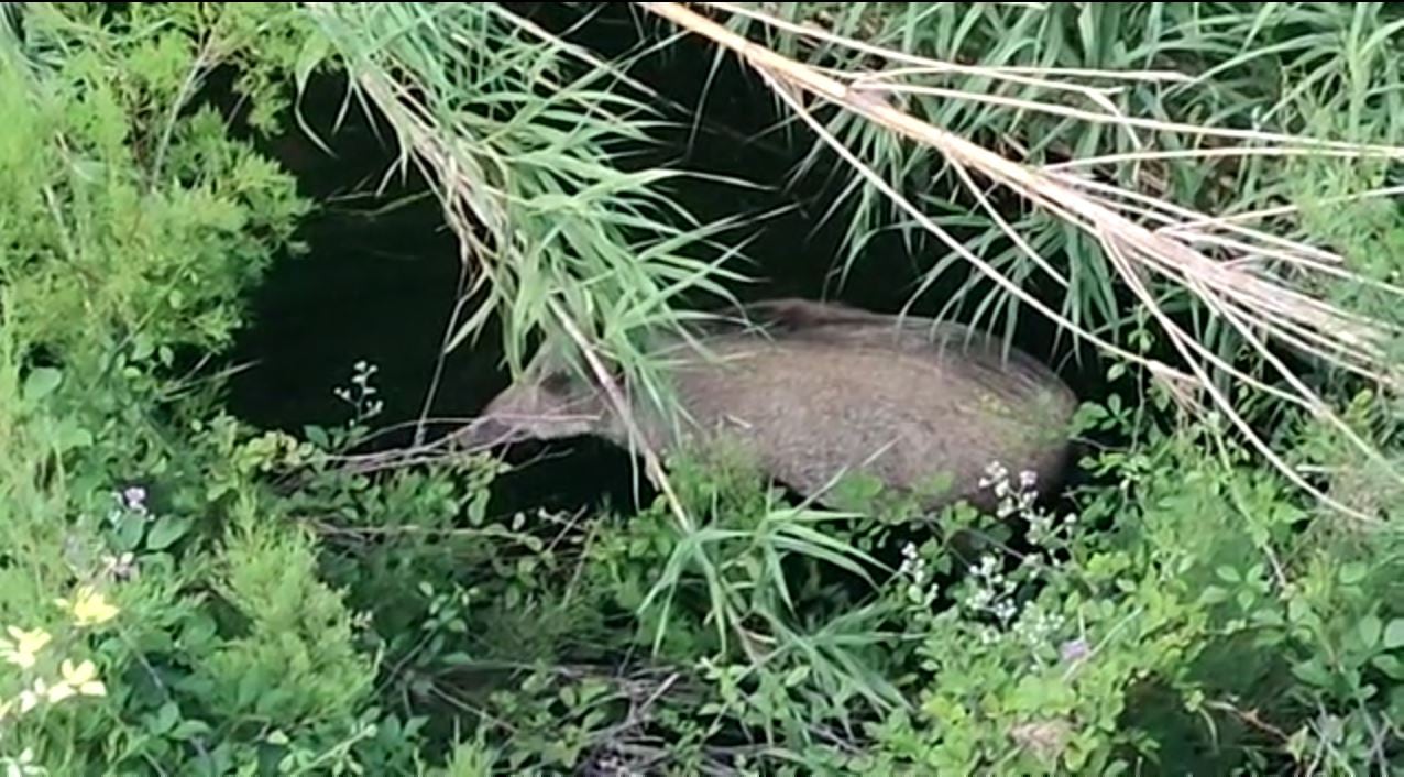 Un jabalí come en la zona del río Vernissa.