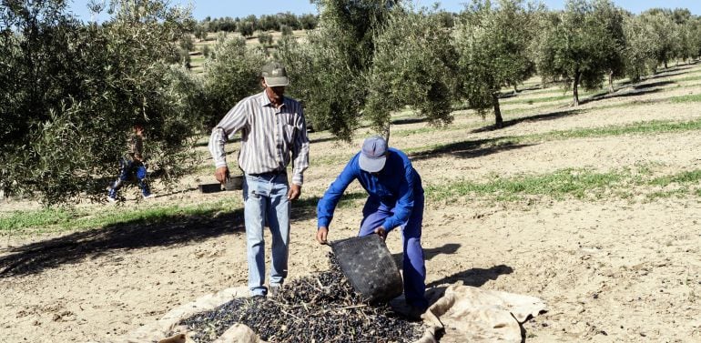 Las variedades mayoritarias son cornicabra y manzanilla