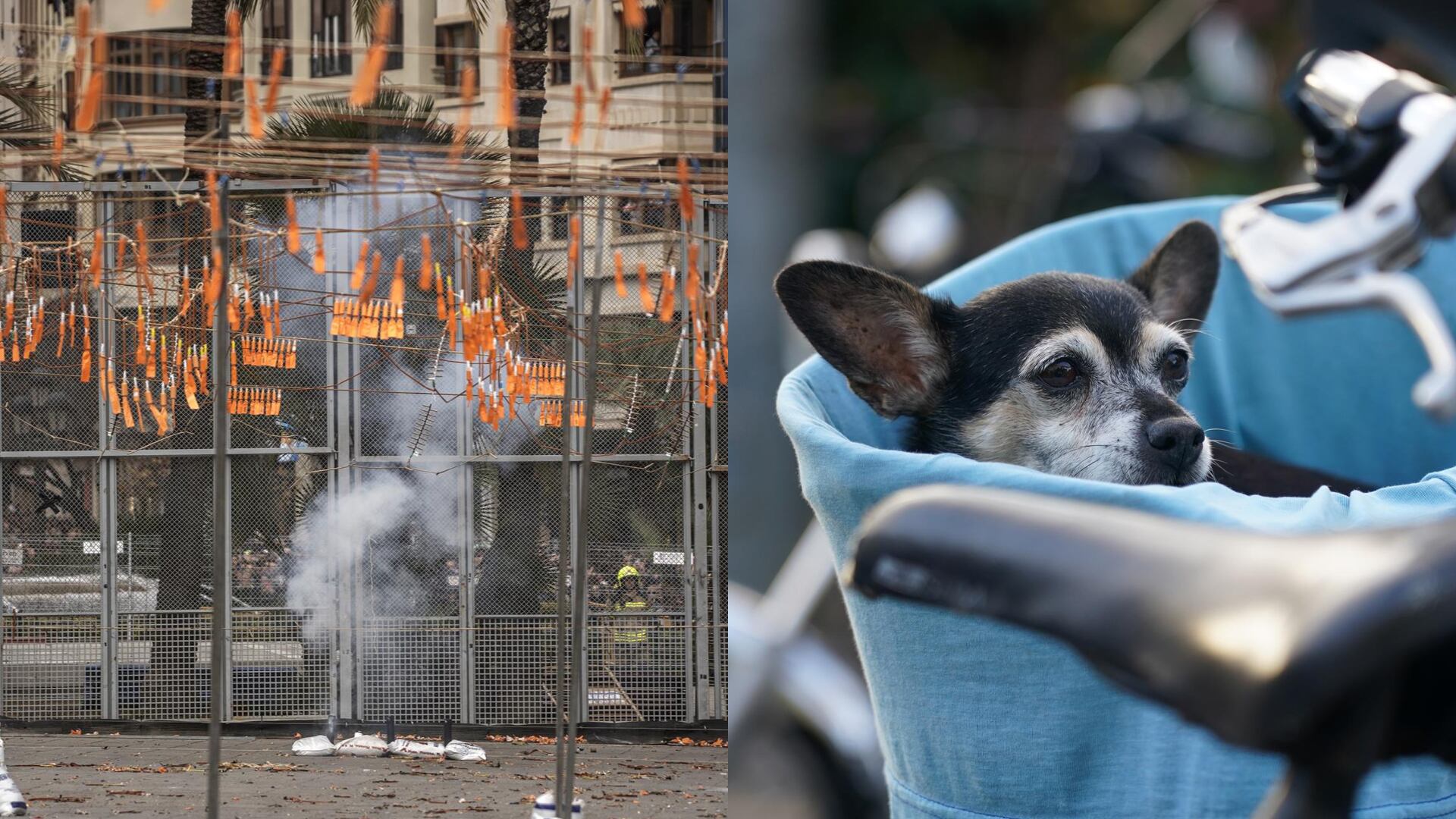 Una mascletà y un perro, en imágenes de archivo