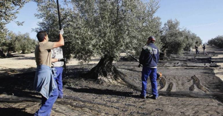 La recogida de la aceituna supone miles de jornales en Andalucía