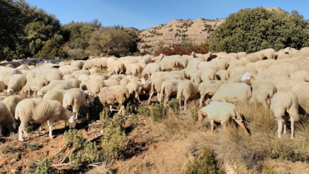 Aragón recibirá un complemento a la PAC de 924.281 euros para los ganaderos de ovino y caprino