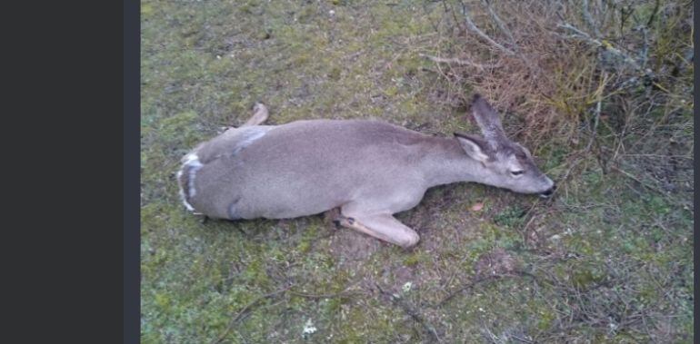 El corzo fue golpeado en los cuartos traseros y murió casi en el acto