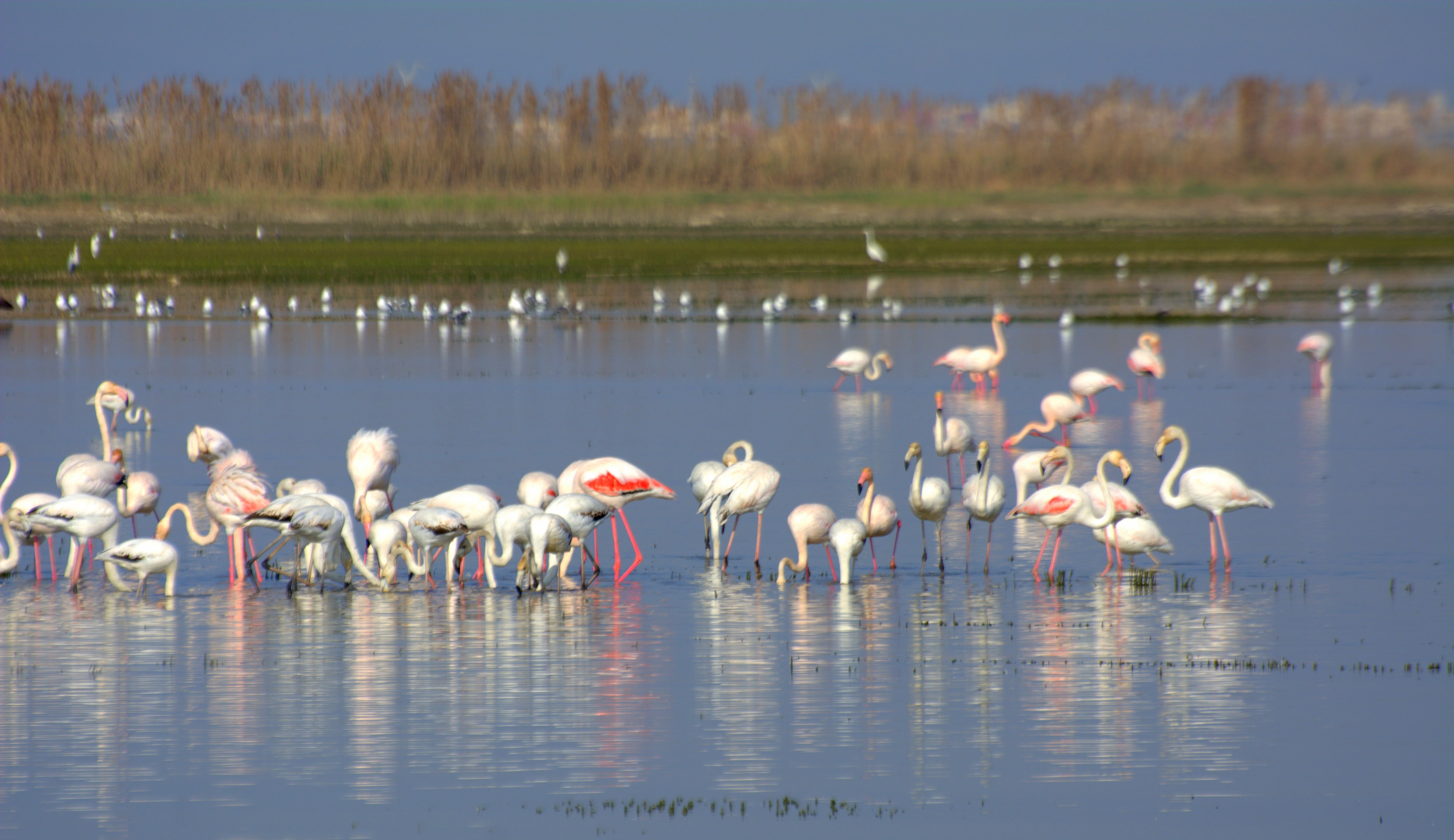 Flamenos en la Albufera de València en una imagen de archivo.