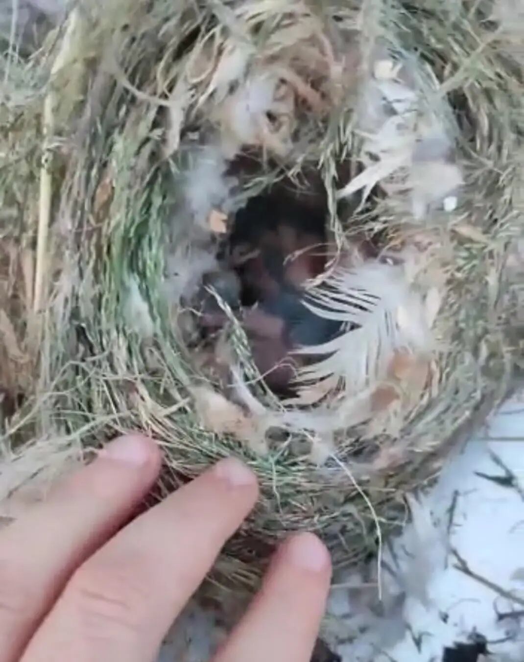 Uno de los nidos afectados por la tala de árboles