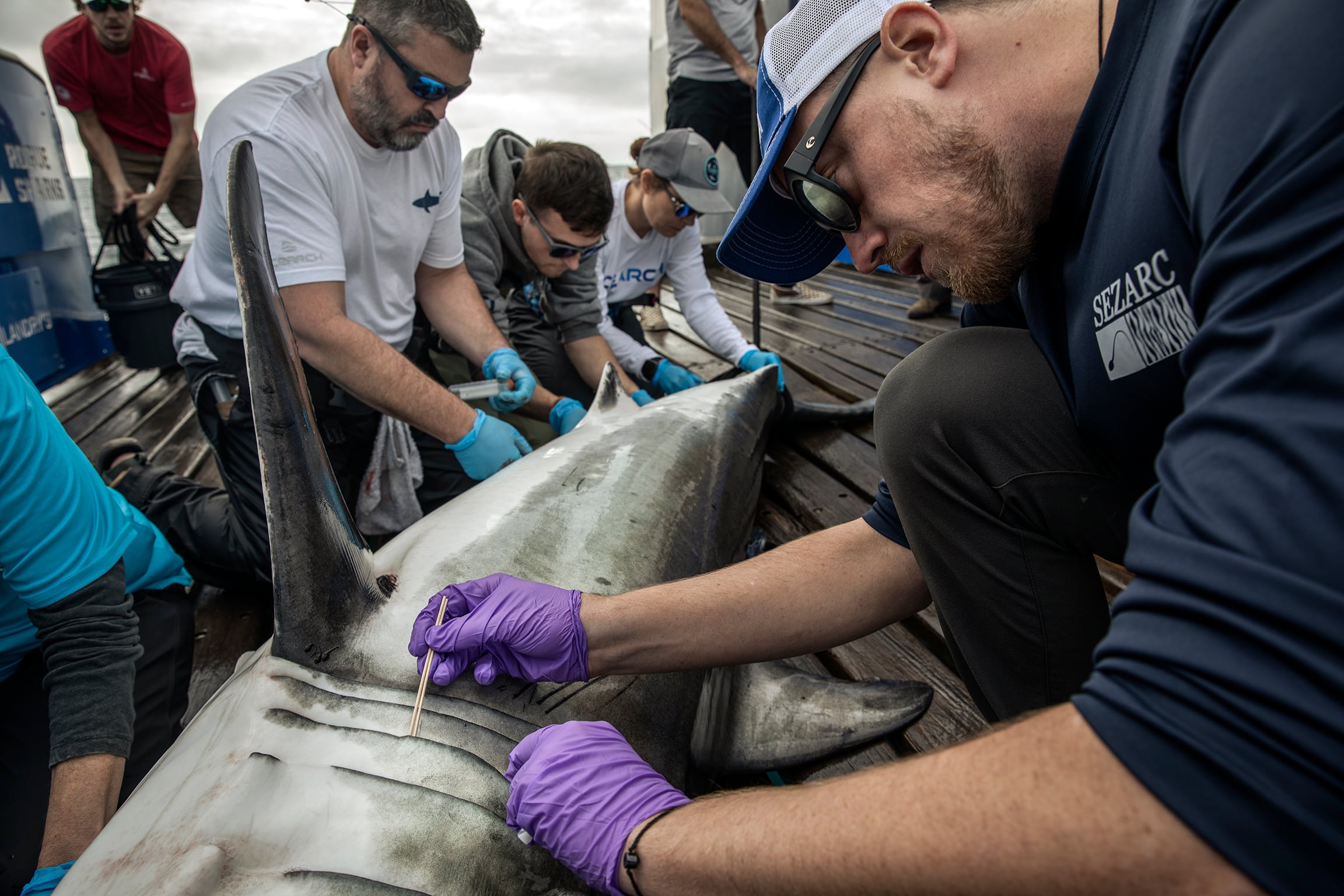 Investigadores españoles y estadounidenses estudian la presencia de tiburones blancos en aguas del norte de España