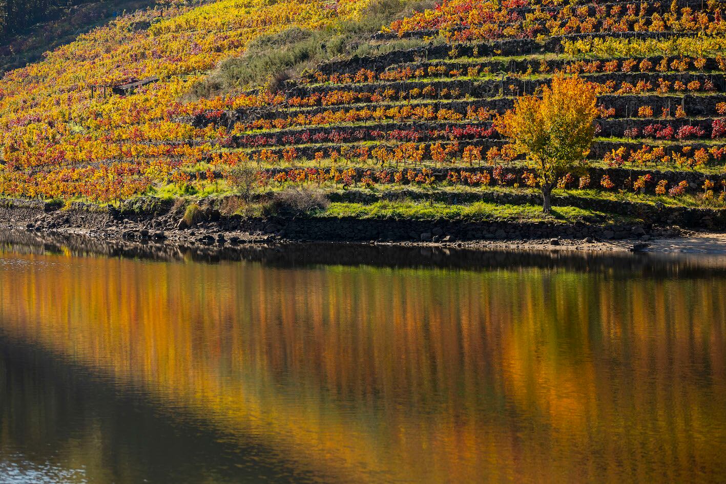 Ribeira Sacra, Lugo