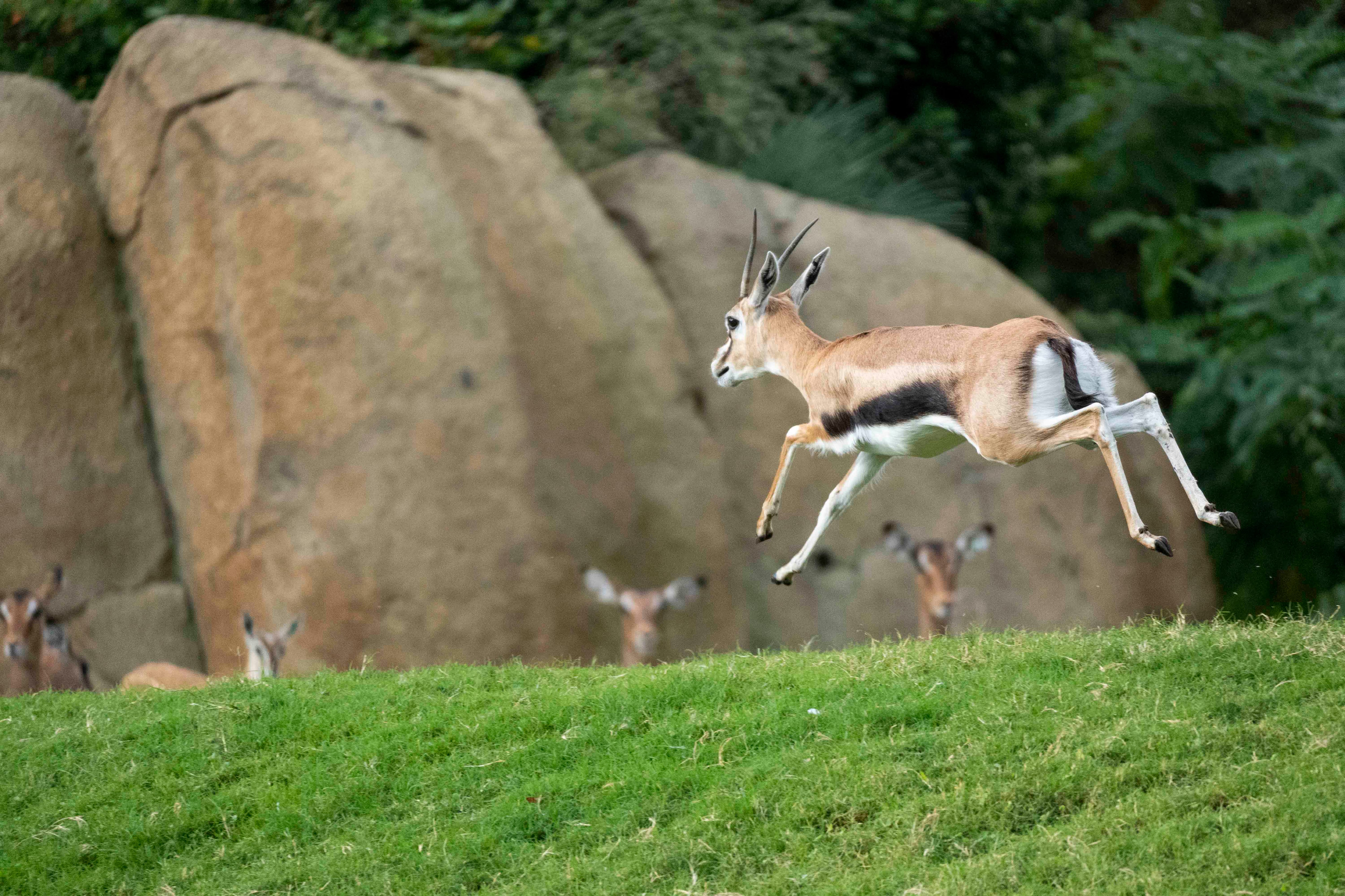 Nace en Bioparc València un ejemplar del antílope más veloz de África, solo superado por el guepardo