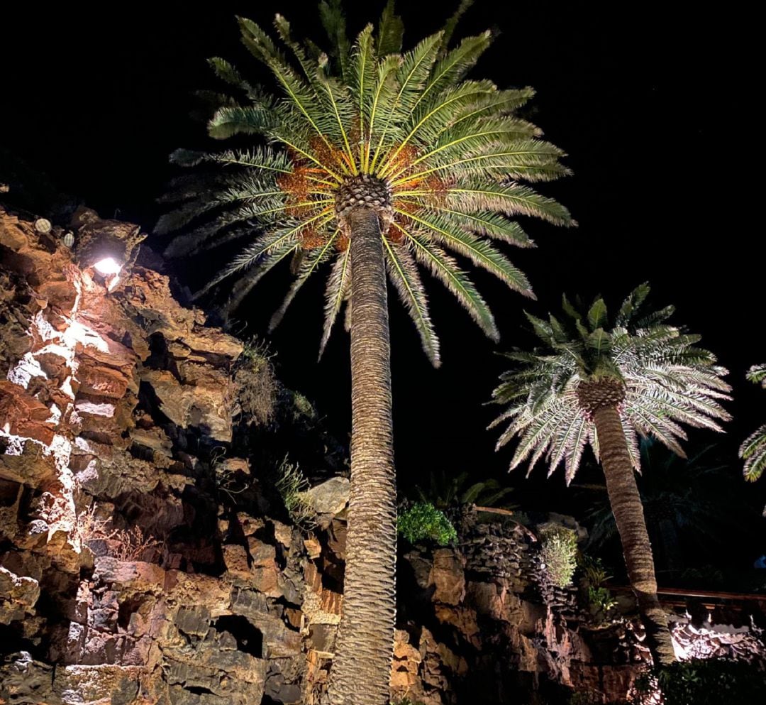 Palmeras en Jameos del Agua.