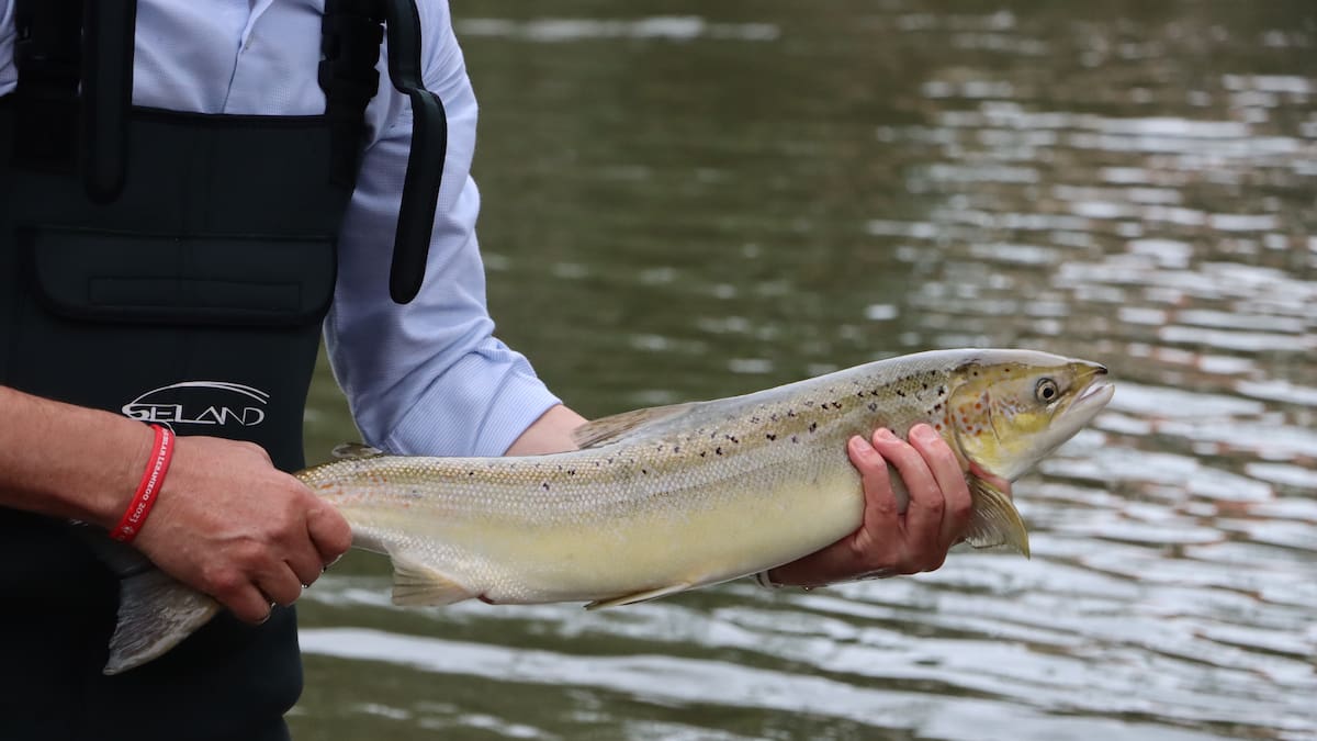Cantabria levanta la suspensión de pesca en los tramos 'salmoneros' de los ríos Asón, Pas, Nansa y Deva