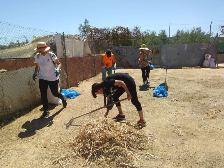 Trabajo de los voluntarios en el albergue para animales.