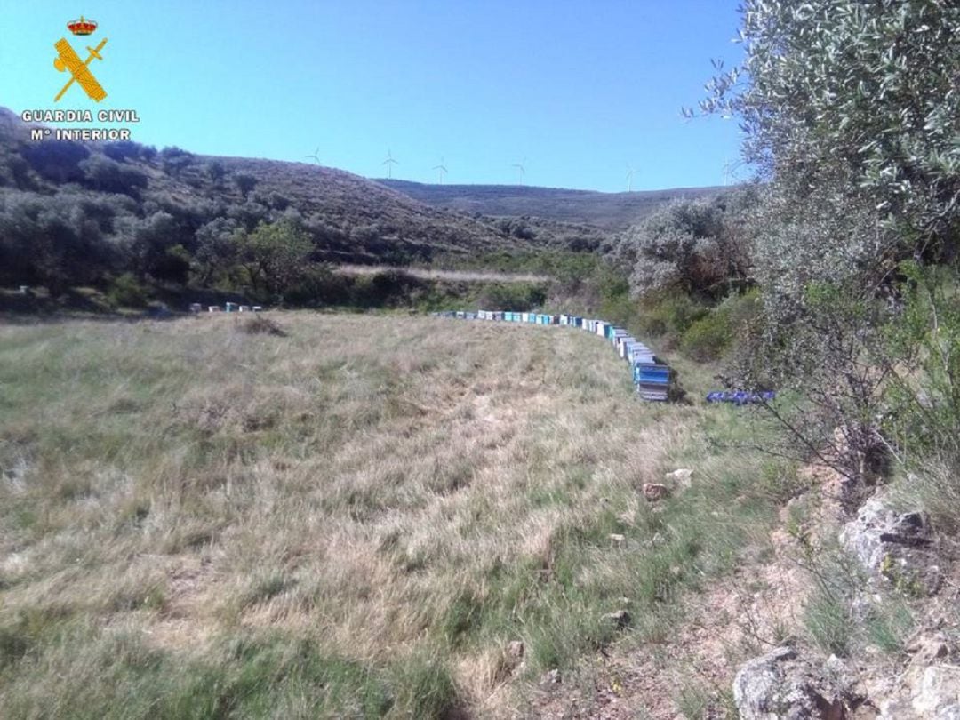 Colmenas halladas en Grisel, que habían sido robadas en Tarazona 