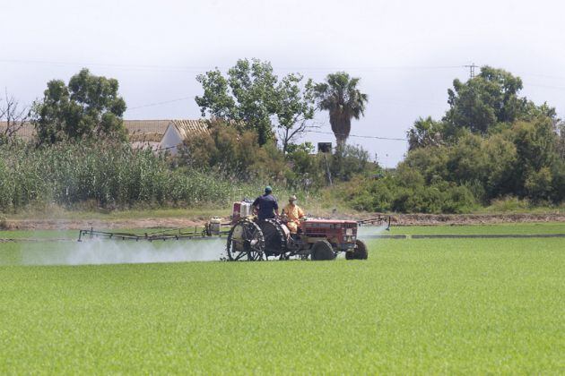 Agricultores trabajando en un campo de arrozal de la Albufera de València