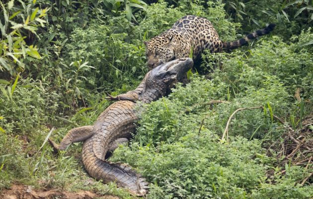 El jaguar se lleva al caimán por la maleza.