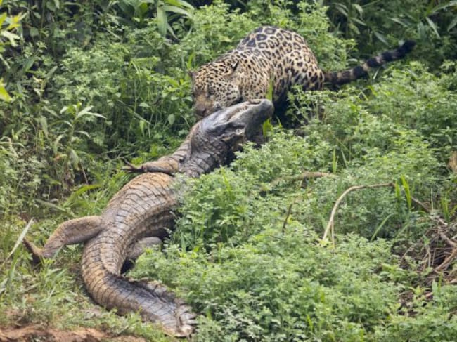 El jaguar se lleva al caimán por la maleza.