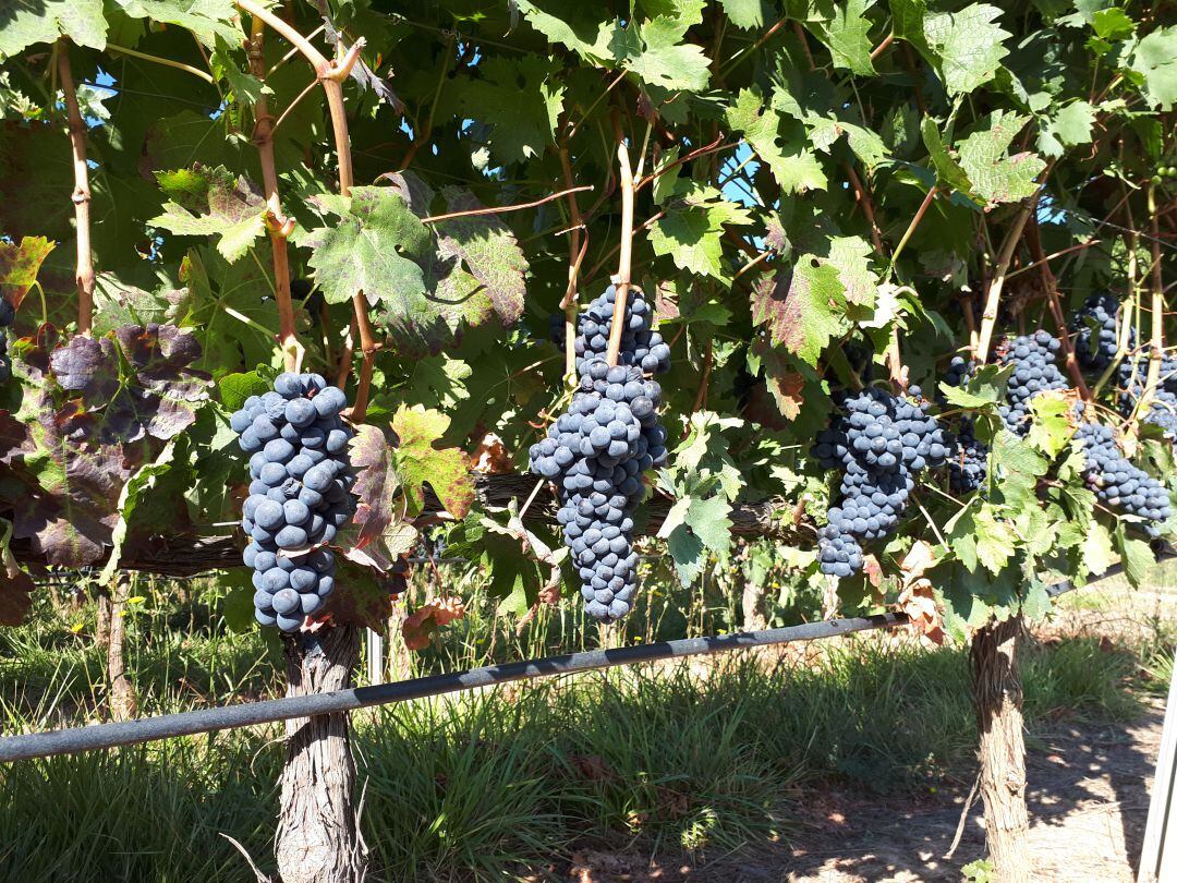 Los racimos están a punto para ser recogidos en la Ribera del Duero