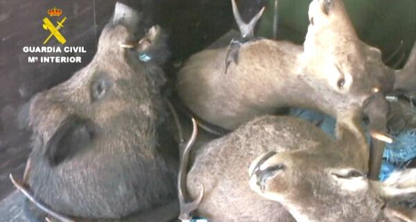 Animales intervenidos por la guardia civil