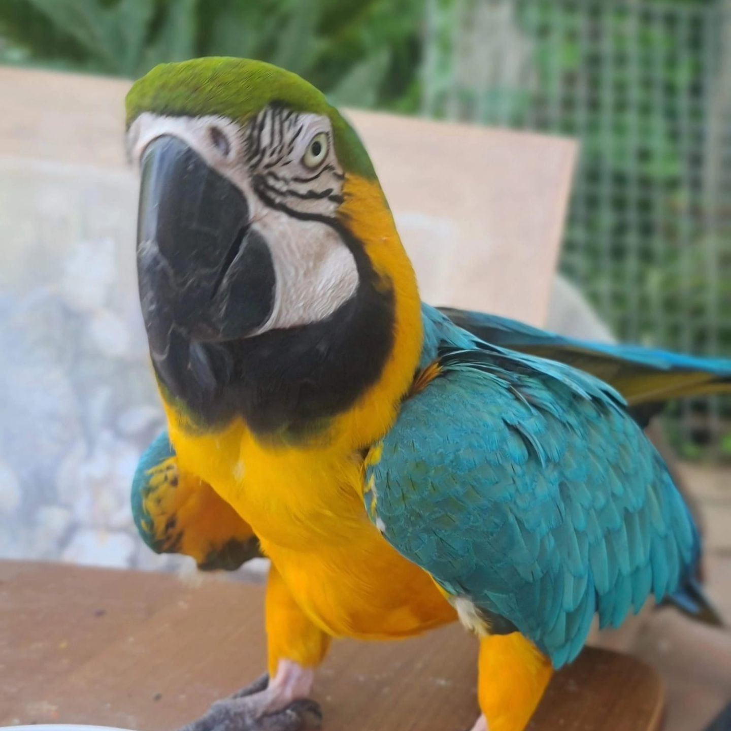 Charlie, el guacamayo robado hace 10 meses en Gandia.