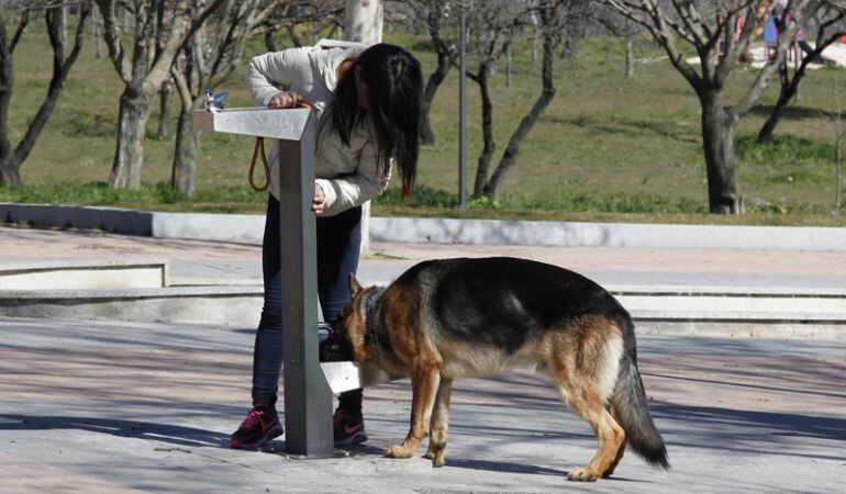 Un perro bebe en una de las fuentes especiales del parque canino 'Las Moreras'