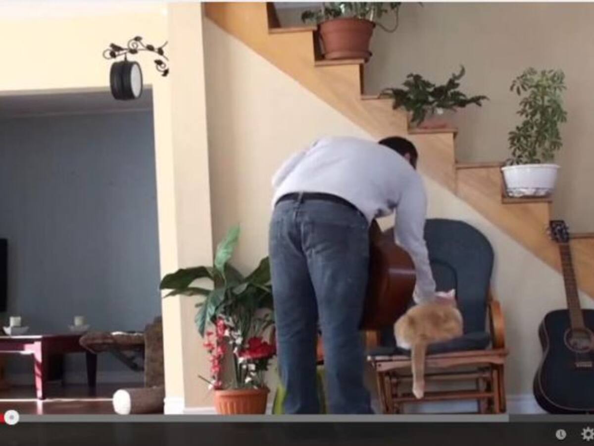 La venganza del gato sin sofá