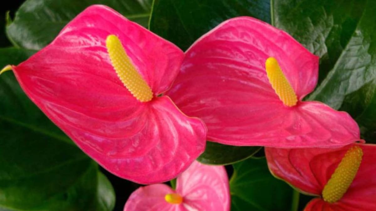 Incertidumbre entre los productores de flores y plantas después de perder diez millones por el COVID-19