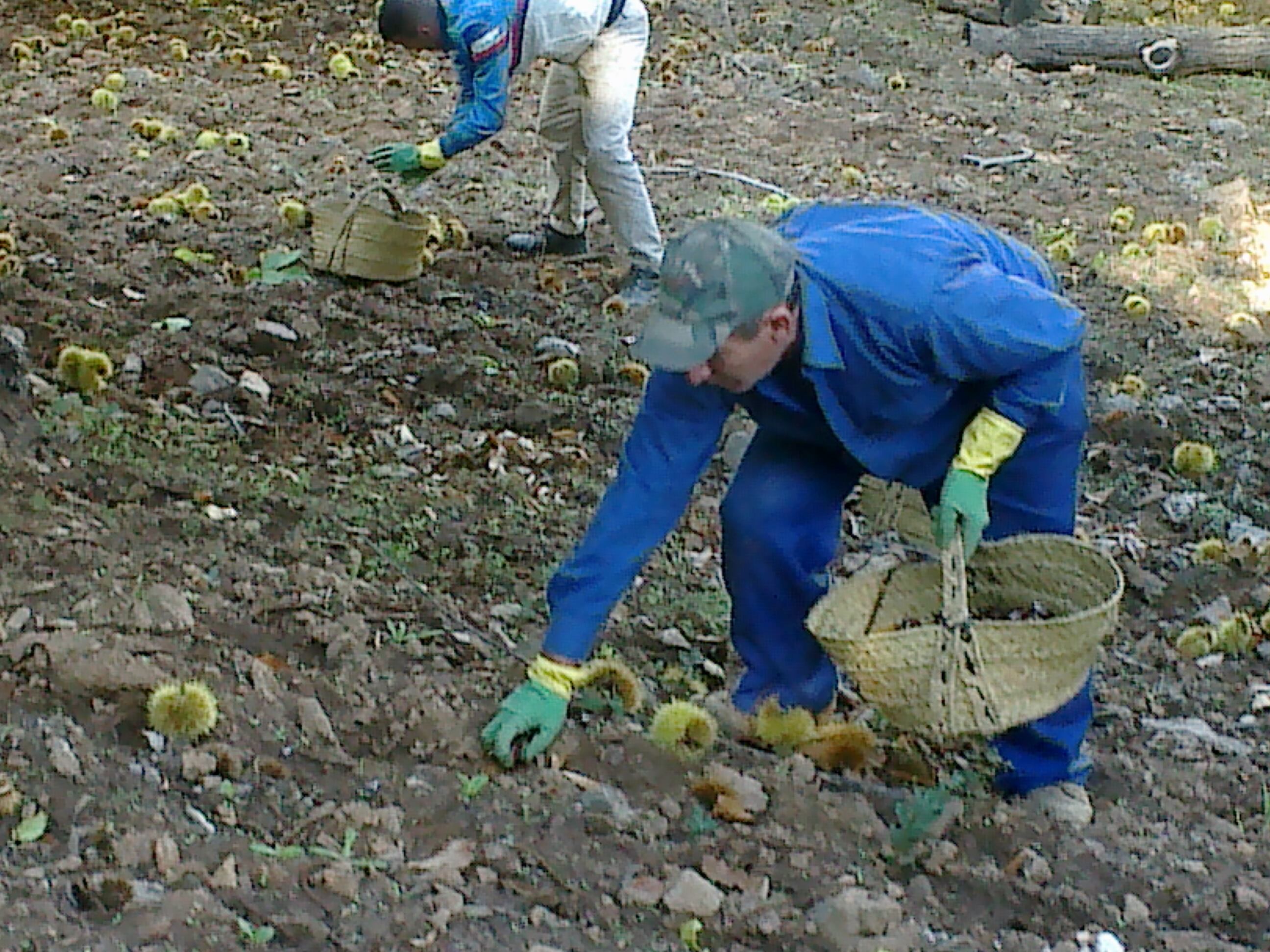 Recolección de castañas en Málaga