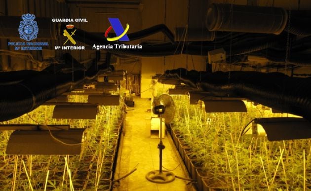 Una de las plantaciones intervenidas en esta operación