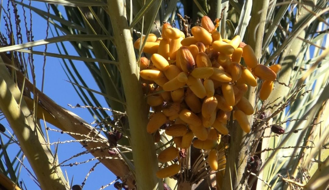 Palmera datilera