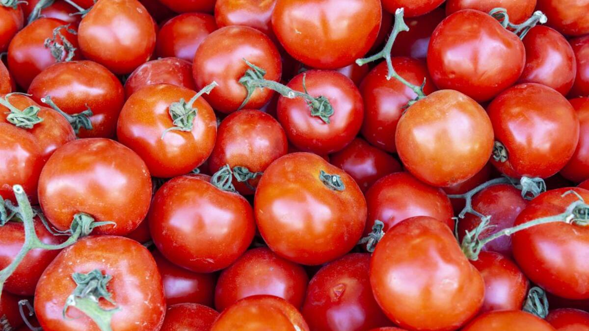 Crece la producción de tomate en la Región de Murcia un 7,3%
