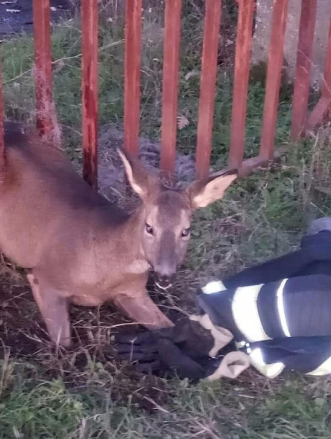 El corzo quedó atrapado entre los barrotes de una verja de hierro