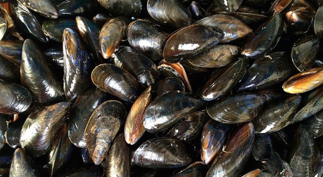 Mejillones preparados para su consumo.