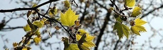 Los termómetros marcarán máximas de 30 a 31 grados en Andalucía, aunque a partir de esta tarde entrará una borrasca