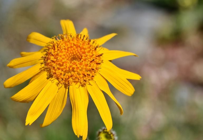 Flor de árnica