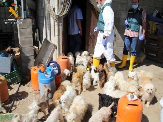 Los animales vivían en condiciones deplorables y sin medidas sanitarias