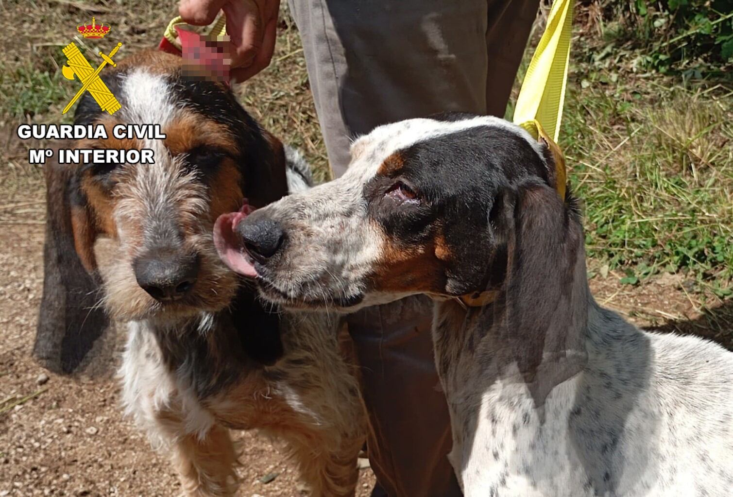 Las condiciones de los perros fueron comprobadas por la Guardia Civil tras una denuncia anónima