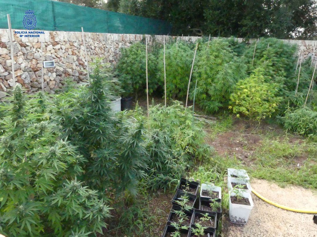 Imatges de les plantes que es trobaven a l'exterior de l'immoble.