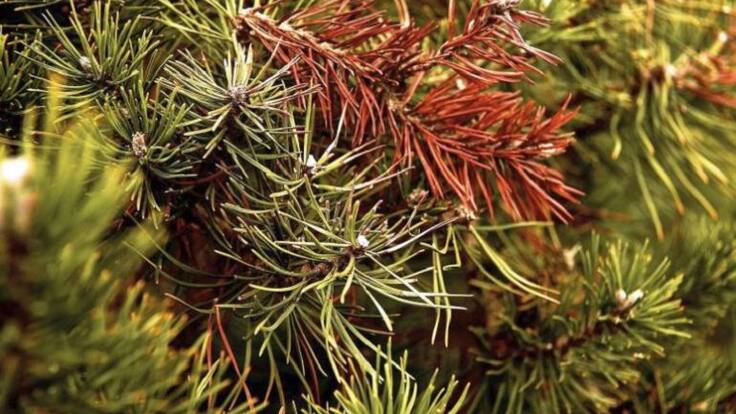 La llavor (09/06/2018)