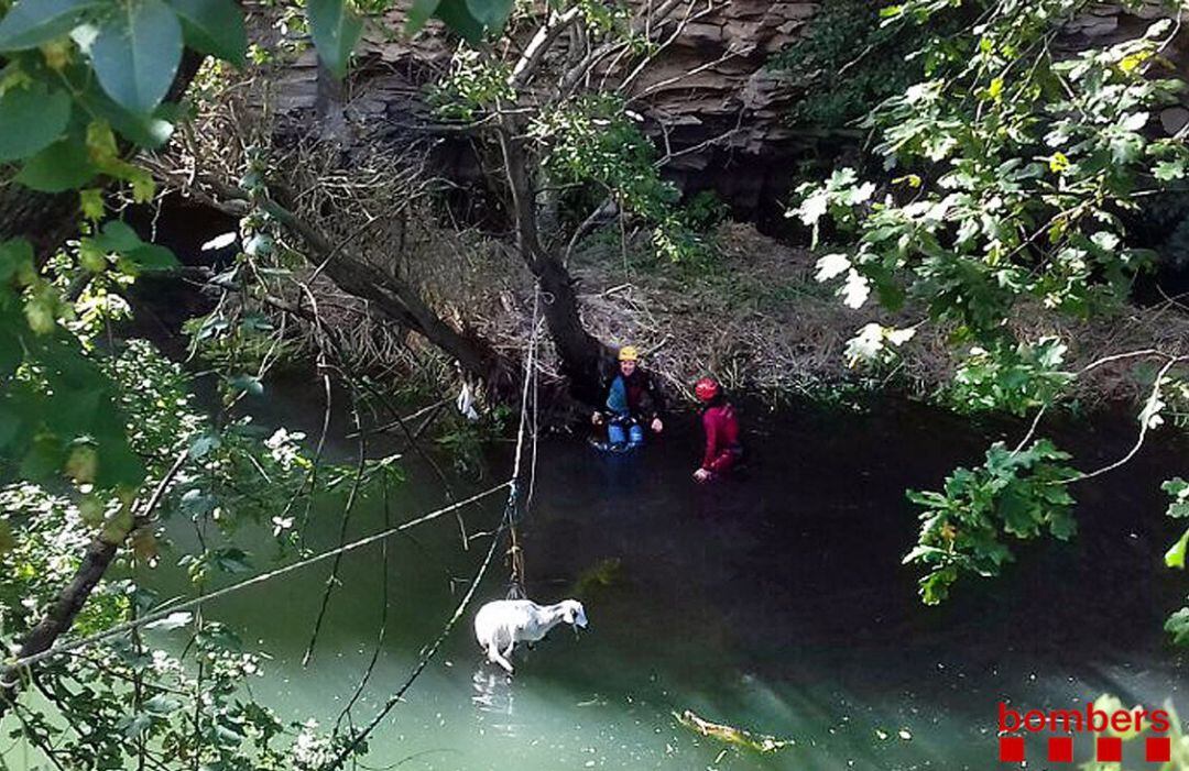 Una cabra salvada al Fluvià