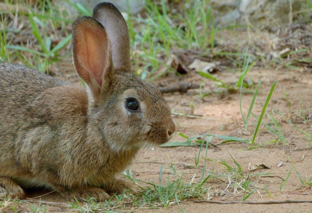 Conejo